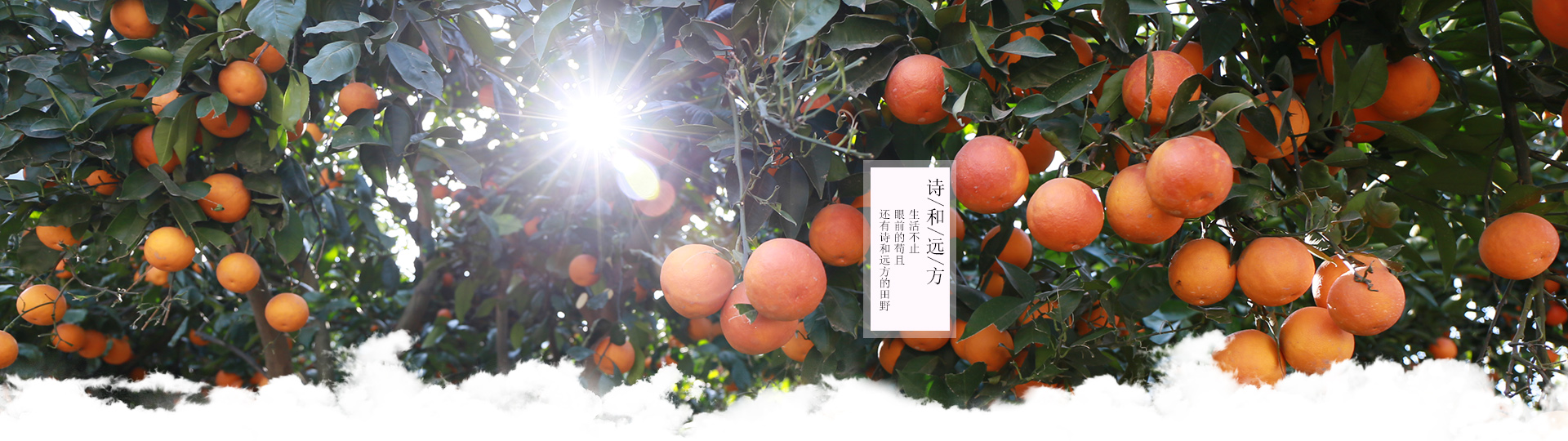 诗和远方 果园风光