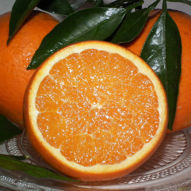 伦晚脐橙