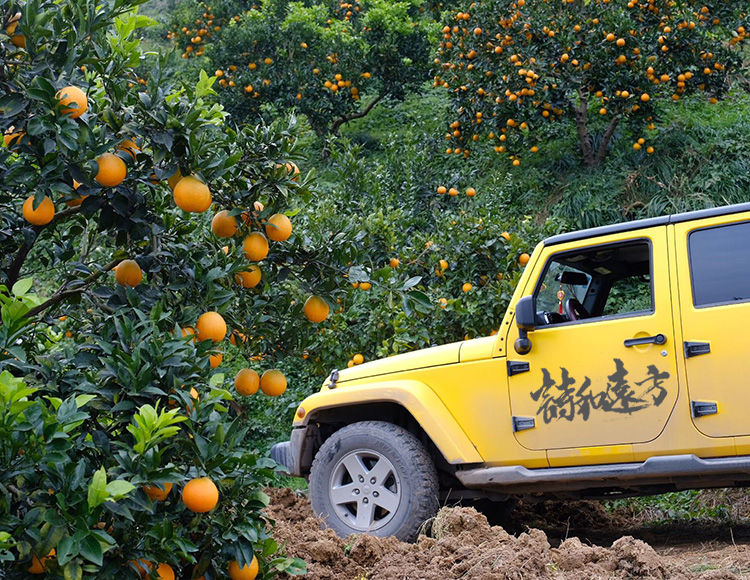 诗和远方 果园故事